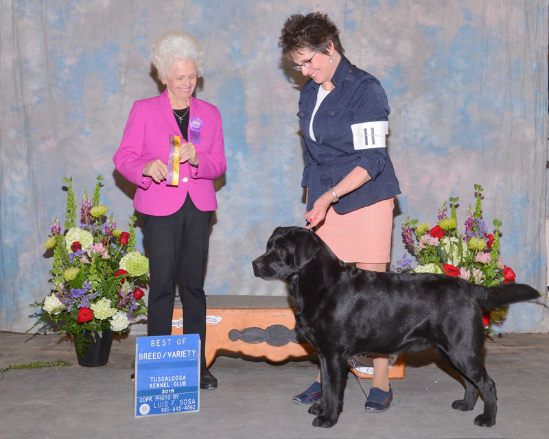 Best of Breed April 19, 2016 Tuscaloosa Kennel Club