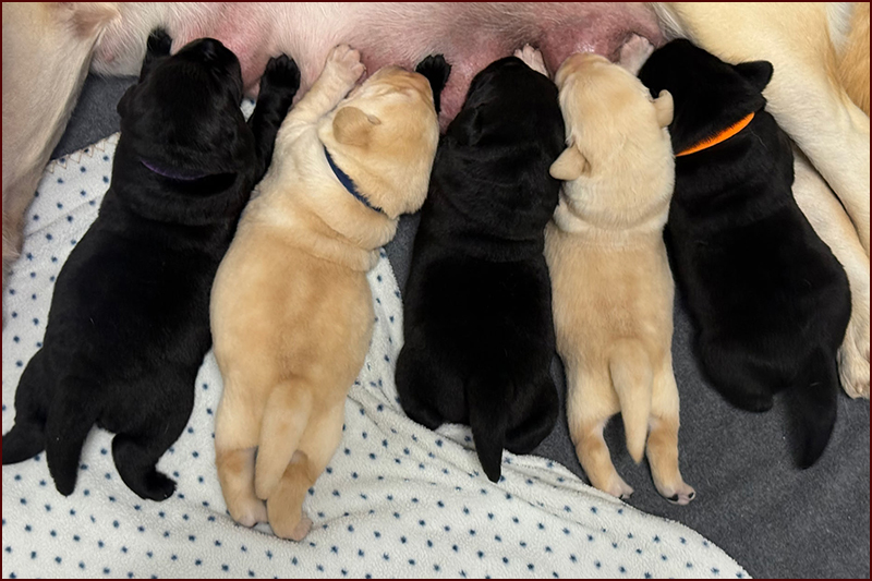 Tessa X Cain Puppies